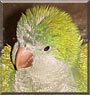 Boo the Quaker Parrot