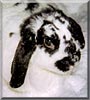Oreo the Minilop Rabbit