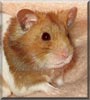 Carl the Syrian Hamster
