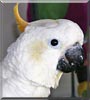 Celina the Citrus Cockatoo