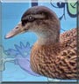 Joey the Mallard, Black Duck