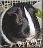 Patches the Guinea pig