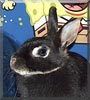 Sammy the Dwarf Rabbit