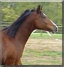 Cocoa the Arabian Horse mix