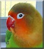 Willie the Fischer's Lovebird