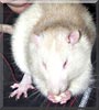 Croup the Fancy Rat