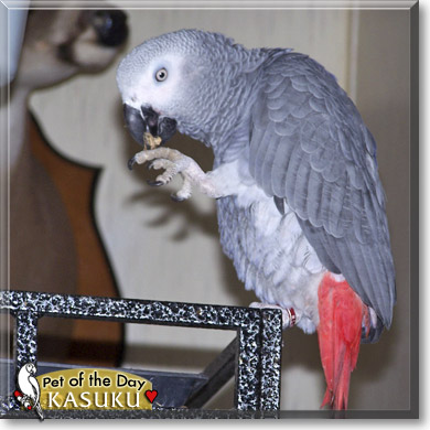 Kasuku, the Pet of the Day Kasuku, the Pet of the Day