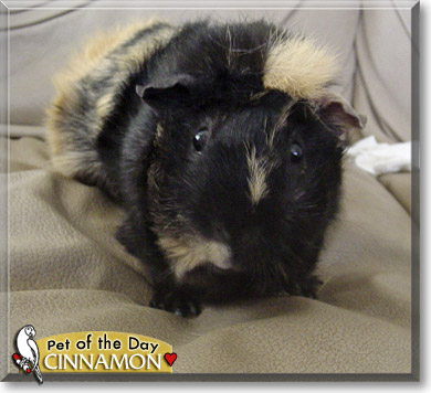 Cinnamon, the Pet of the Day Cinnamon, the Pet of the Day