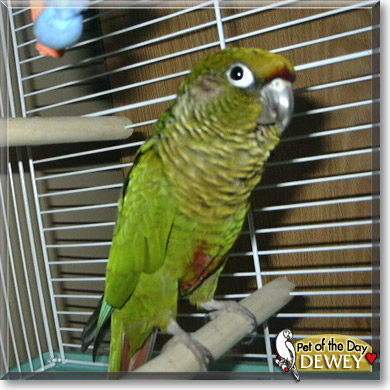 Dewey, the Pet of the Day Dewey, the Pet of the Day