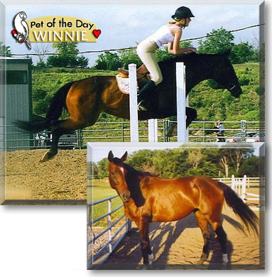 Winnie, the Pet of the Day Winnie, the Pet of the Day