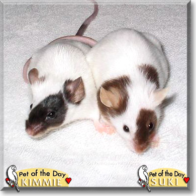 Kimmie, Suki, the Pet of the Day Kimmie, Suki, the Pet of the Day