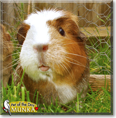 Munka, the Pet of the Day