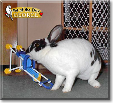 George W. Bunny, the Pet of the Day George W. Bunny, the Pet of the Day