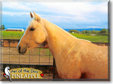 Pineapple, the Pet of the Day Pineapple, the Pet of the Day