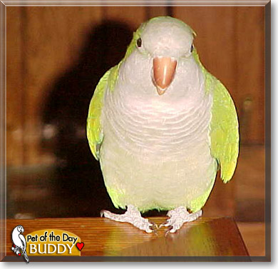 Buddy, the Pet of the Day Buddy, the Pet of the Day