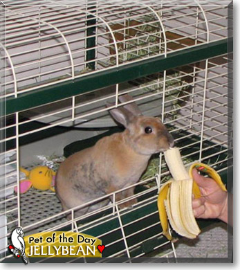 Jellybean, the Pet of the Day Jellybean, the Pet of the Day