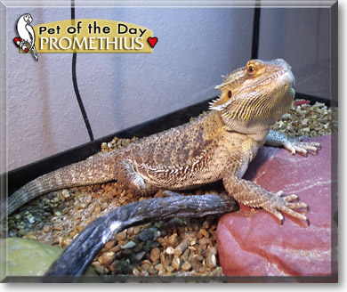 Promethius, the Pet of the Day