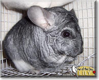 Lily, the Pet of the Day Lily, the Pet of the Day