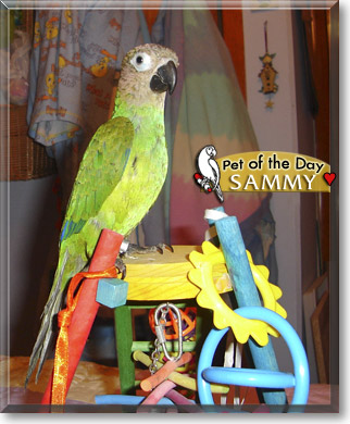 Sammy, the Pet of the Day Sammy, the Pet of the Day