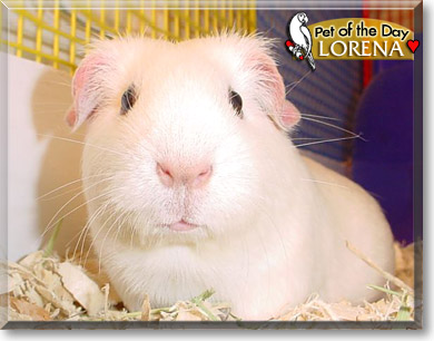 Lorena, the Pet of the Day Lorena, the Pet of the Day