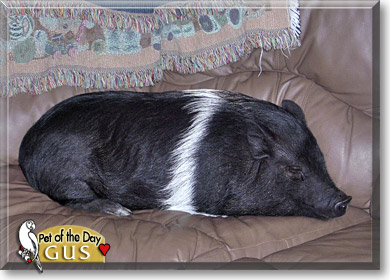 Gus, the Pet of the Day