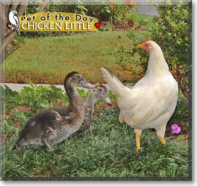 Chicken Little, the Pet of the Day Chicken Little, the Pet of the Day