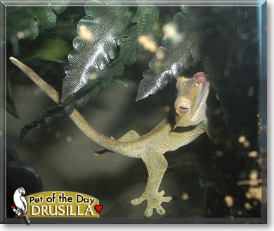 Drusilla, the Pet of the Day Drusilla, the Pet of the Day
