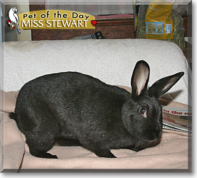Drusilla, the Pet of the Day Miss Stewart, the Pet of the Day