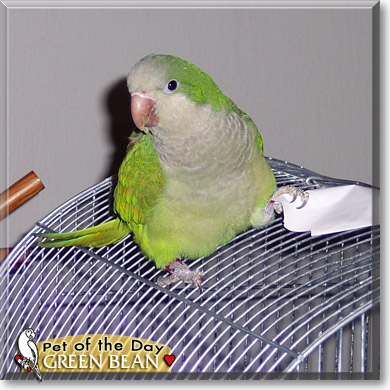 Green Bean, the Pet of the Day