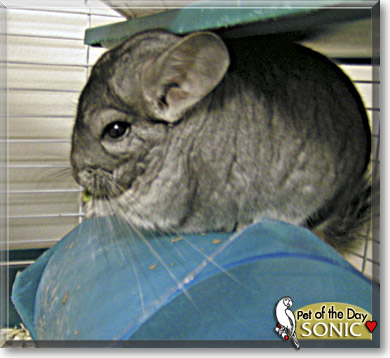 Sonic, the Pet of the Day