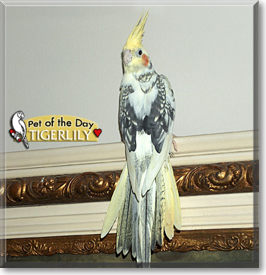Tigerlily, the Pet of the Day Tigerlily, the Pet of the Day