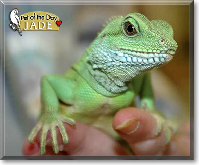 Jade, the Pet of the Day