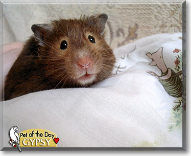 Gypsy, the Pet of the Day Gypsy, the Pet of the Day