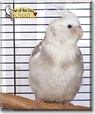 Sonny, the Pet of the Day Sonny, the Pet of the Day