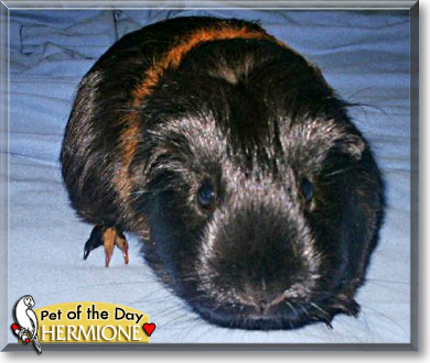 Hermione, the Pet of the Day Hermione, the Pet of the Day