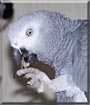 Kasuku the Congo African Grey
