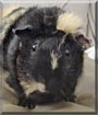 Cinnamon the Abyssinian Guinea Pig
