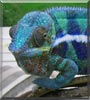 Cobalt the Panther Chameleon