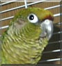 Dewey the Maroon Bellied Conure