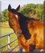 Winnie the Thoroughbred Mare