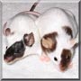 Kimmie, Suki the Fancy Mice
