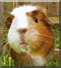 Munka the Guinea Pig
