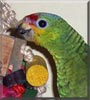 Piggy the Red Lored Amazon