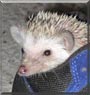 Diego the African Pygmy Hedgehog