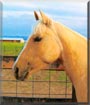 Pineapple the American Quarter Horse