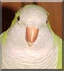 Buddy the Quaker Parrot
