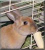 Jellybean the Mini Rex Rabbit