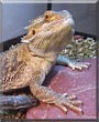 Promethius the Bearded Dragon