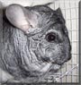 Lily the Standard Gray Chinchilla