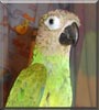 Sammy the Dusky Conure